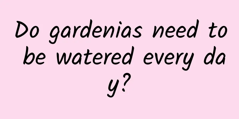 Do gardenias need to be watered every day?