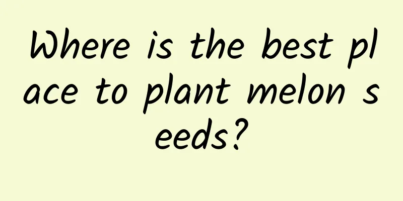 Where is the best place to plant melon seeds?