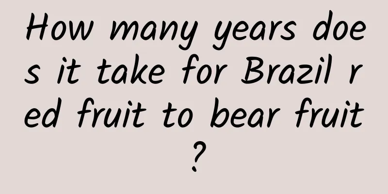 How many years does it take for Brazil red fruit to bear fruit?