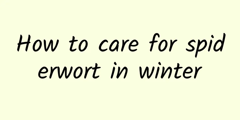 How to care for spiderwort in winter