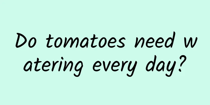 Do tomatoes need watering every day?