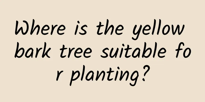 Where is the yellow bark tree suitable for planting?