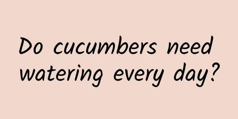 Do cucumbers need watering every day?