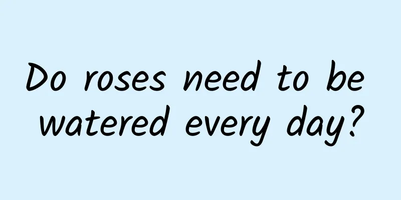 Do roses need to be watered every day?