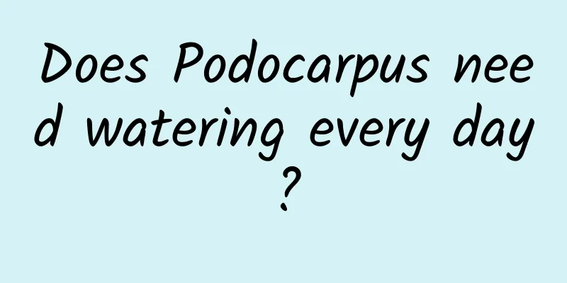 Does Podocarpus need watering every day?