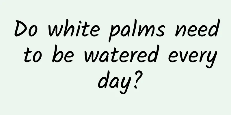 Do white palms need to be watered every day?