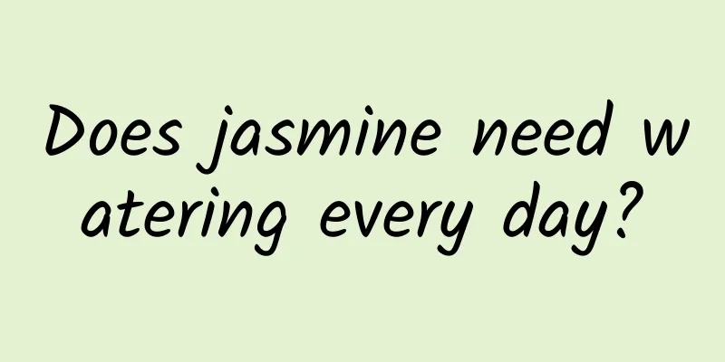 Does jasmine need watering every day?