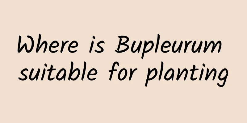 Where is Bupleurum suitable for planting