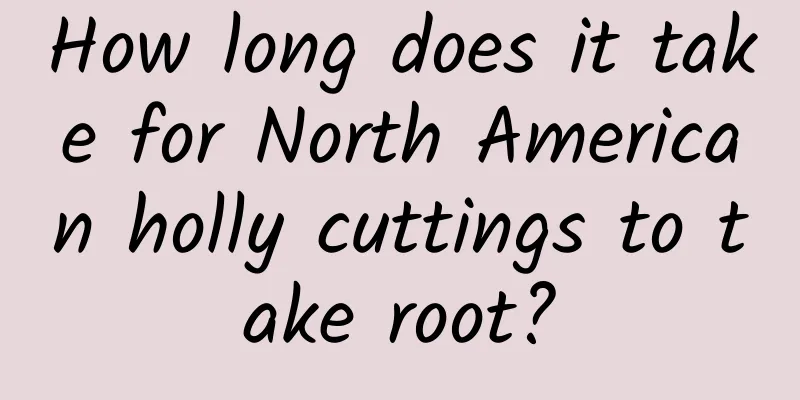 How long does it take for North American holly cuttings to take root?