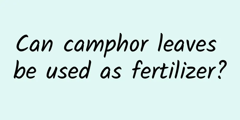 Can camphor leaves be used as fertilizer?