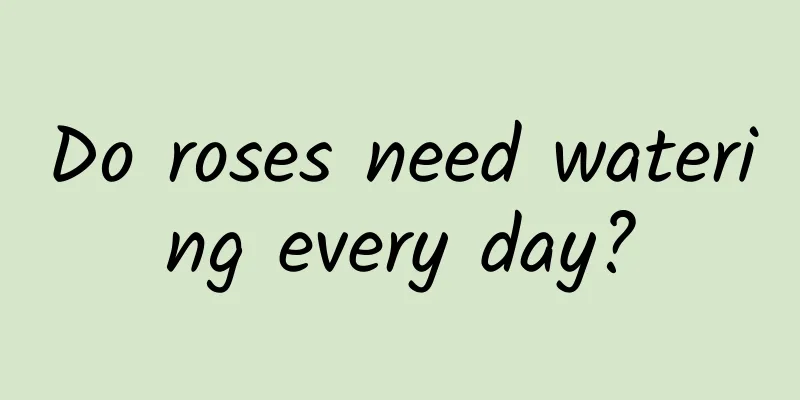 Do roses need watering every day?