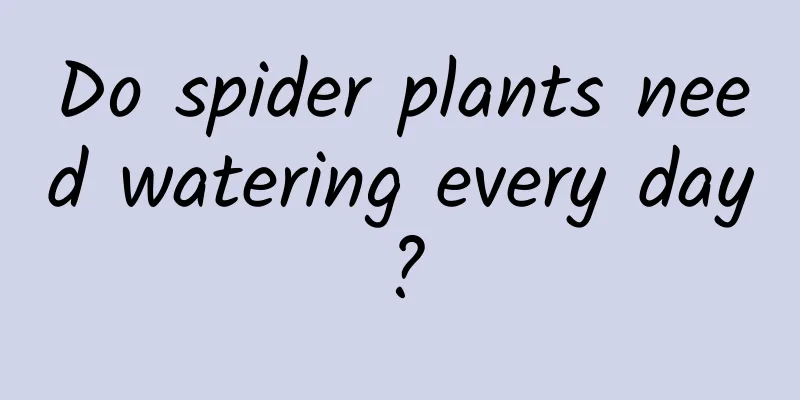 Do spider plants need watering every day?