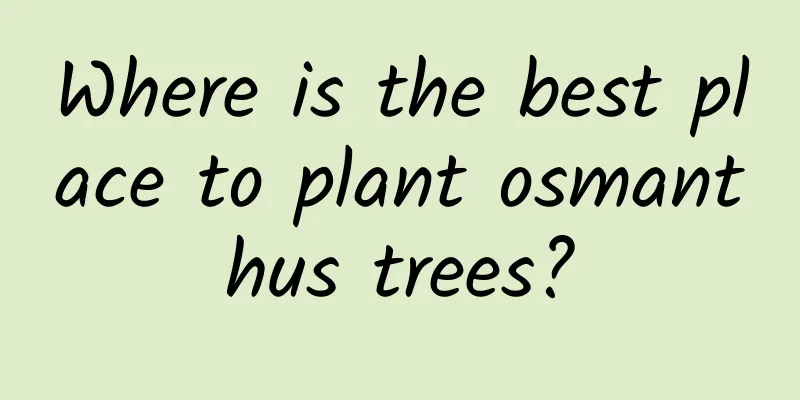 Where is the best place to plant osmanthus trees?