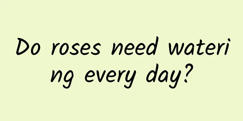 Do roses need watering every day?