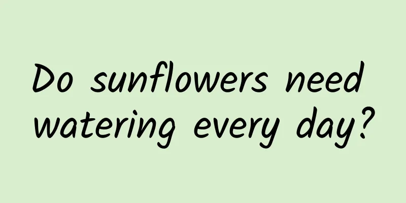 Do sunflowers need watering every day?