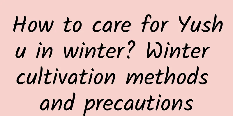 How to care for Yushu in winter? Winter cultivation methods and precautions