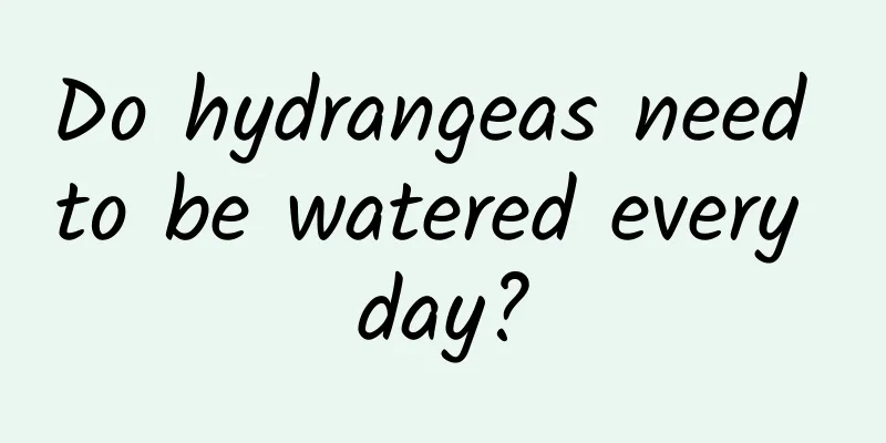 Do hydrangeas need to be watered every day?