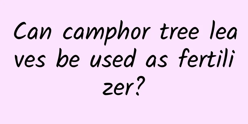 Can camphor tree leaves be used as fertilizer?