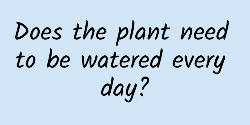 Does the plant need to be watered every day?
