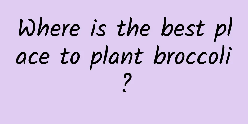 Where is the best place to plant broccoli?