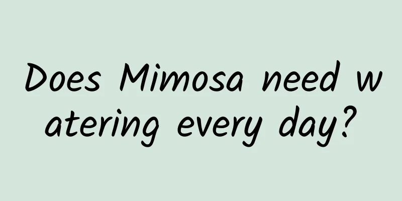 Does Mimosa need watering every day?
