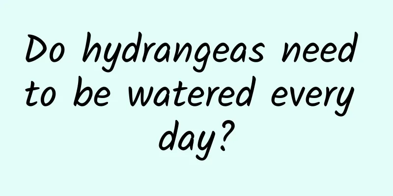 Do hydrangeas need to be watered every day?