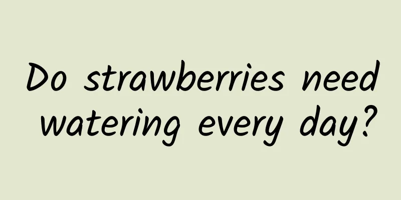 Do strawberries need watering every day?