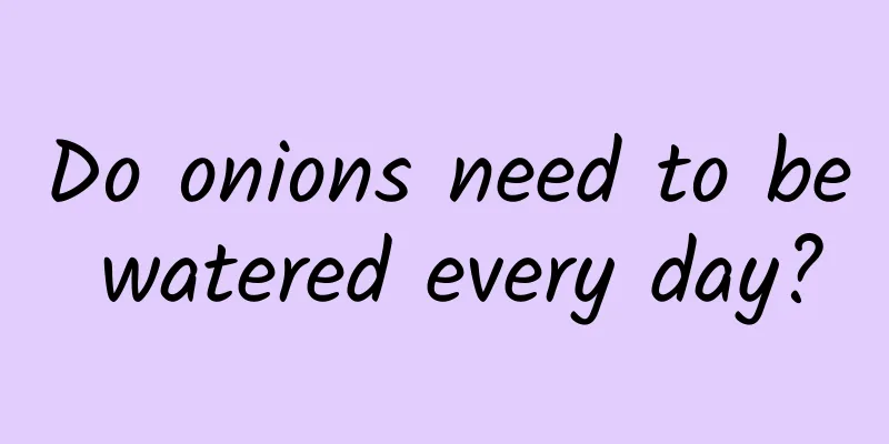 Do onions need to be watered every day?
