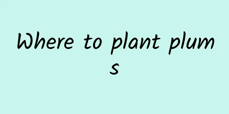 Where to plant plums