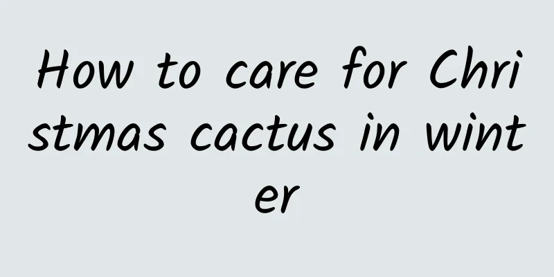 How to care for Christmas cactus in winter