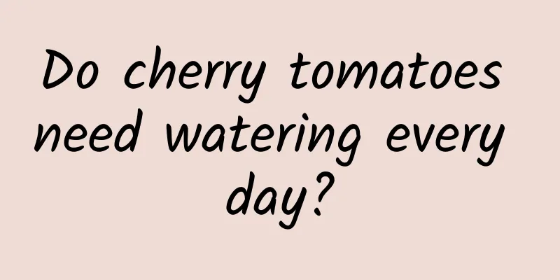 Do cherry tomatoes need watering every day?