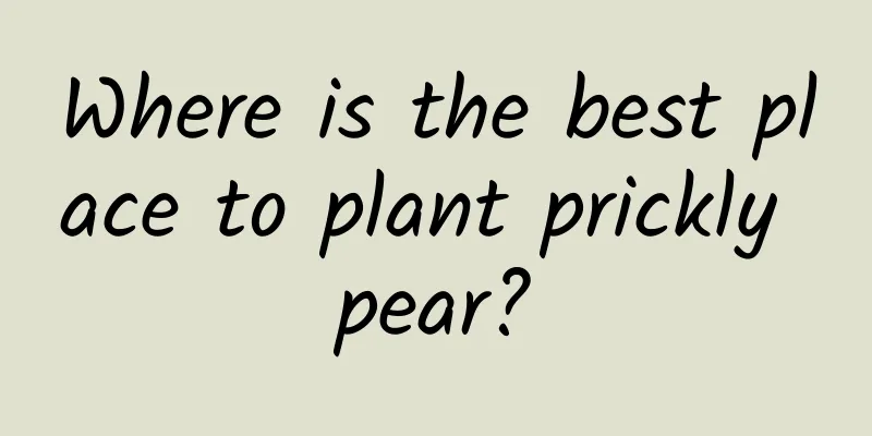 Where is the best place to plant prickly pear?