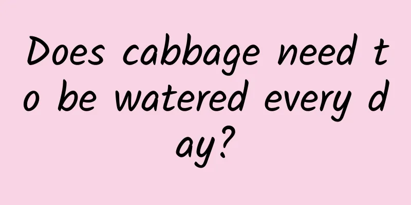 Does cabbage need to be watered every day?