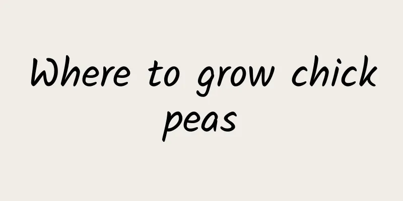 Where to grow chickpeas