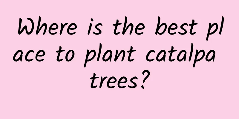 Where is the best place to plant catalpa trees?