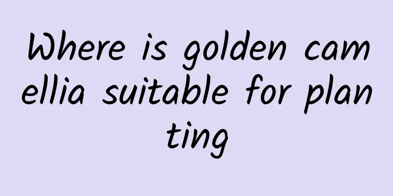 Where is golden camellia suitable for planting