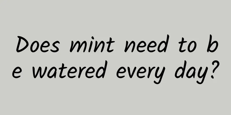 Does mint need to be watered every day?