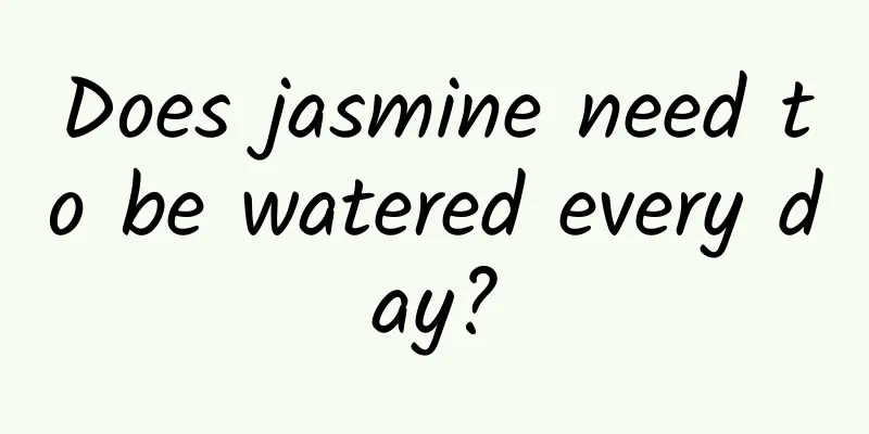 Does jasmine need to be watered every day?