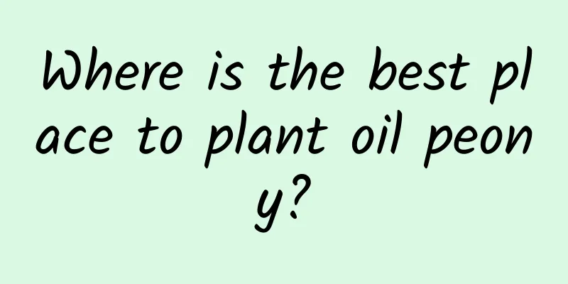Where is the best place to plant oil peony?