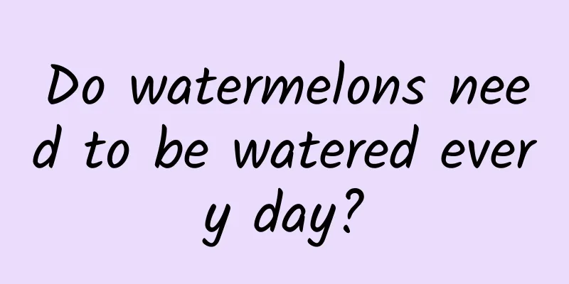 Do watermelons need to be watered every day?