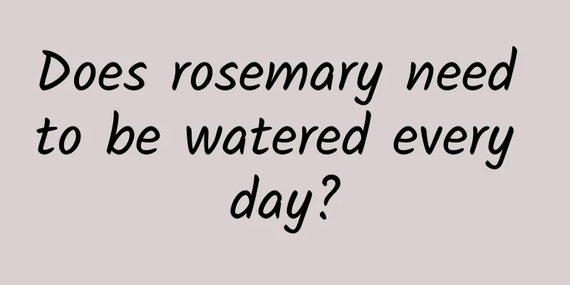Does rosemary need to be watered every day?