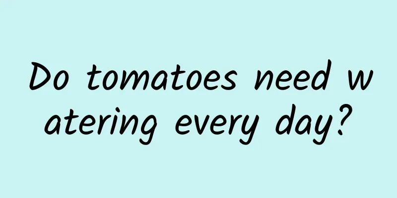 Do tomatoes need watering every day?