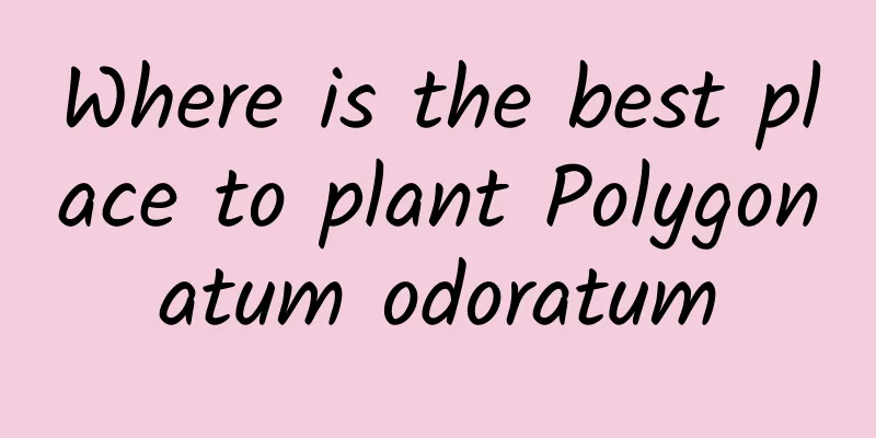 Where is the best place to plant Polygonatum odoratum