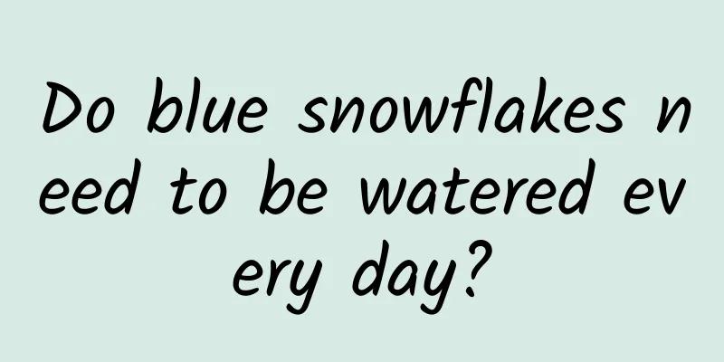 Do blue snowflakes need to be watered every day?
