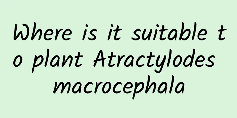 Where is it suitable to plant Atractylodes macrocephala