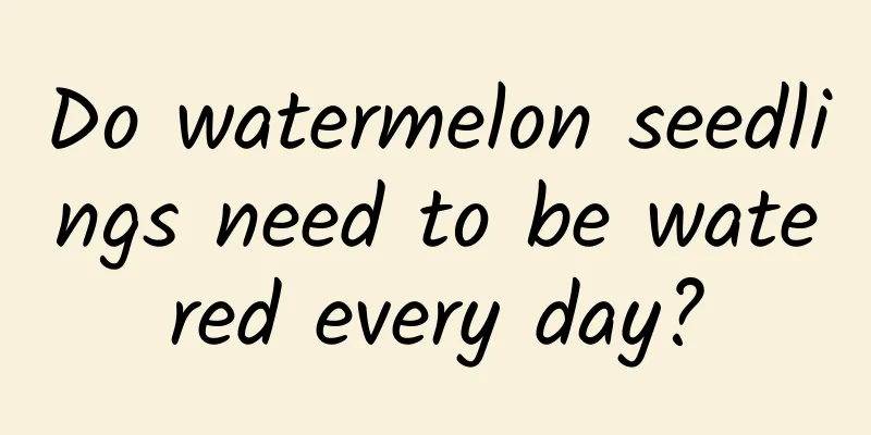 Do watermelon seedlings need to be watered every day?