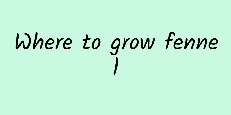 Where to grow fennel