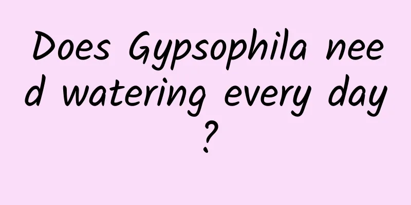 Does Gypsophila need watering every day?