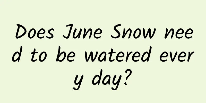 Does June Snow need to be watered every day?