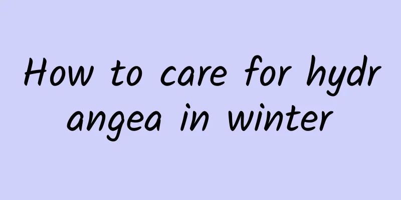 How to care for hydrangea in winter
